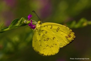 Eurema_blanda
