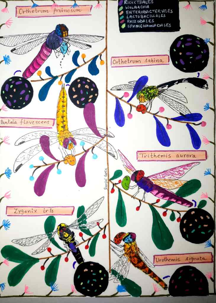 Dragonflies_PranjalGupta